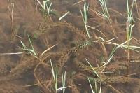 Lagarosiphon major