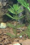 Myriophyllum spicatum