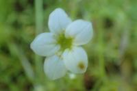 Saxifraga fragosoi