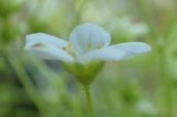 Saxifraga fragosoi