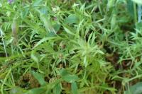 Saxifraga fragosoi