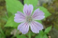 Geranium nodosum