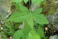 Geranium nodosum