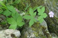 Geranium nodosum