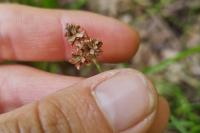 Luzula campestris