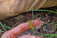 Carex spicata