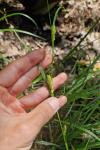 Carex hirta