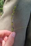 Carex leersii