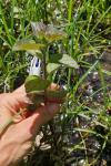 Mentha aquatica