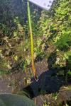 Juncus inflexus