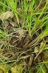 Carex caryophyllea