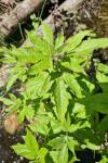 Eupatorium cannabinum
