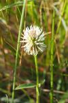 Trifolium strictum
