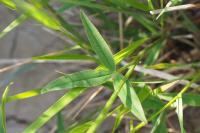 Trifolium strictum