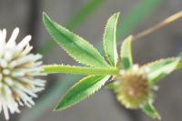 Trifolium strictum