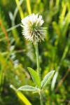 Trifolium strictum