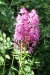 Anacamptis pyramidalis