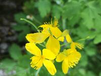 Chelidonium majus