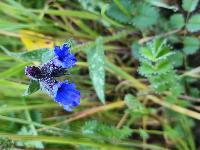 Pulmonaria longifolia
