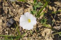 Convolvulus arvensis