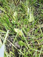 Ophioglossum vulgatum