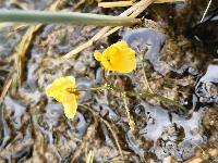 Utricularia x biseriata