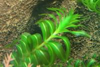Groenlandia densa