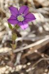 Legousia speculum-veneris