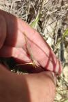 Scandix pecten-veneris