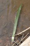 Vallisneria australis