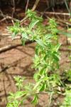 Mentha pulegium