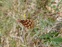 Rhaponticum coniferum