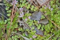 Lysimachia tenella