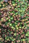 Marchantia polymorpha