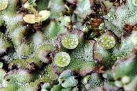 Marchantia polymorpha