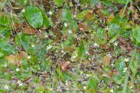 Ranunculus ololeucos