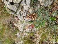 Rhaponticum coniferum