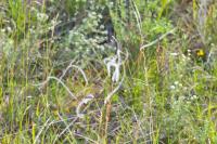 Stipa pennata