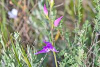 Cephalanthera rubra