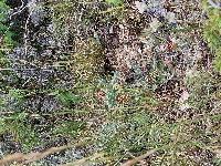 Rhaponticum coniferum