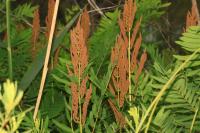 Osmunda regalis