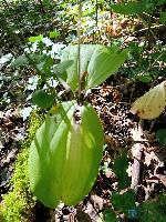 Neottia ovata