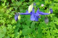 Aquilegia vulgaris
