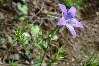 Campanula patula