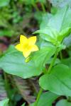 Lysimachia nemorum
