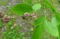 Ulmus glabra