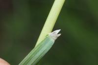 Patzkea paniculata