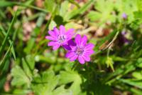 Geranium pyrenaicum