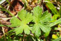 Geranium pyrenaicum