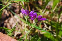 Geranium pyrenaicum
